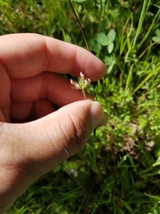 Trifolium bifidum