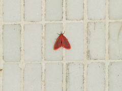 Arctioblepsis rubida