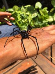 Trichonephila turneri