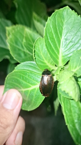 Surinam Cockroach