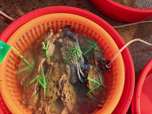 Asian Blue Swimming Crab