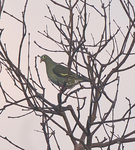 Thick-billed Green-Pigeon