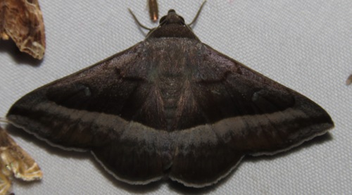 Epidromia lafontainei image