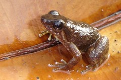 Hyloxalus yasuni