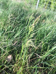 Poa pratensis pratensis