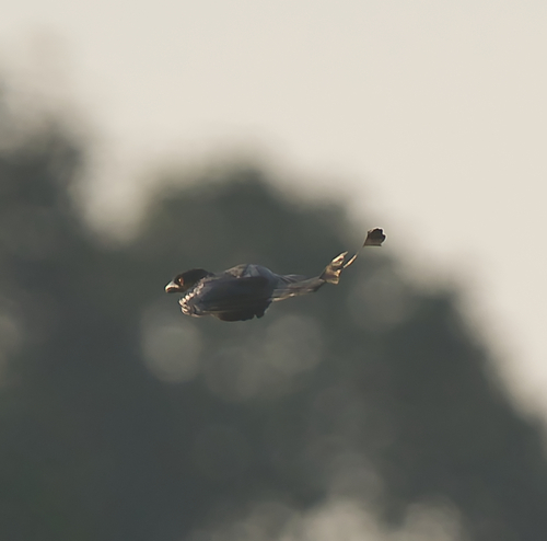 Greater Racket-tailed Drongo