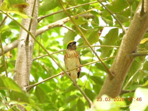 Ploceus manyar