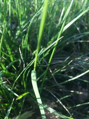 Poa pratensis pratensis