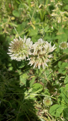 Trifolium repens