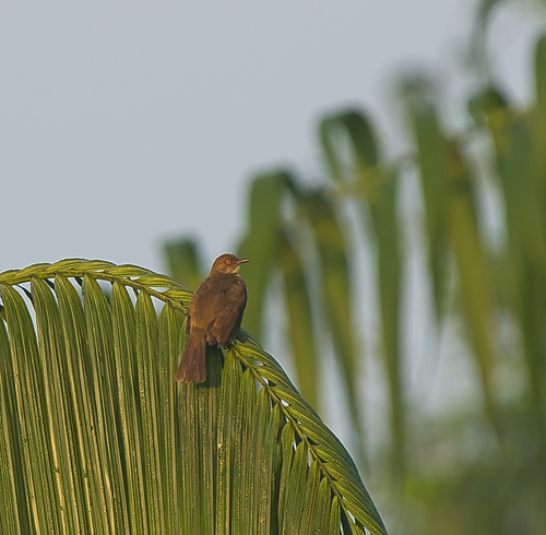 Asian Red-eyed Bulbul
