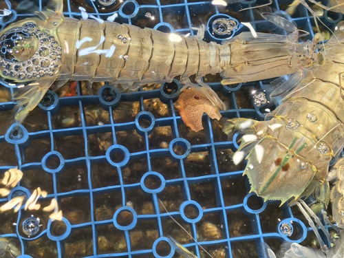 Blunt-spined Euryplacid Crab