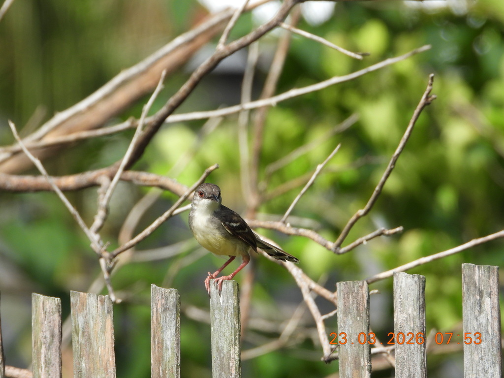 Perenjak jawa (Prinia familiaris)