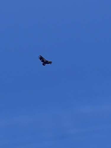 California Condor observed by reptipods
