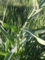 Centaurea jacea jacea