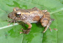 Pristimantis luscombei