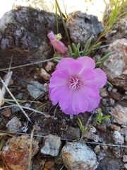 Lewisia rediviva