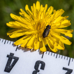 Crepis vesicaria taraxacifolia