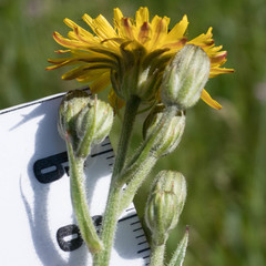 Crepis vesicaria taraxacifolia