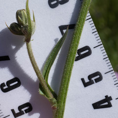 Crepis vesicaria taraxacifolia