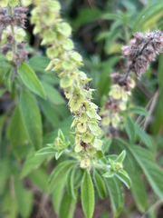 author not stated, no rights reserved Ocimum americanum, photograph author not stated, no rights reserved