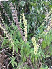 author not stated, no rights reserved Ocimum americanum, photograph author not stated, no rights reserved