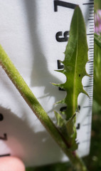 Crepis vesicaria taraxacifolia