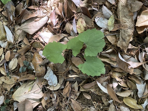 Ainsliaea cordifolia