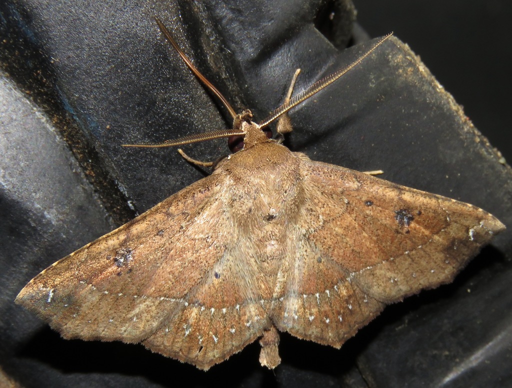 Ephyrodes similis