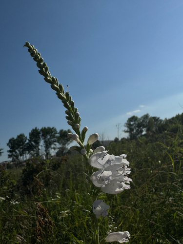 Physostegia angustifolia, photograph 5