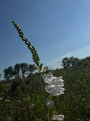 (c) Zachary Long, some rights reserved (CC BY) Physostegia angustifolia, photograph (c) Zachary Long, some rights reserved (CC BY)