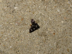 Bocchoris inspersalis