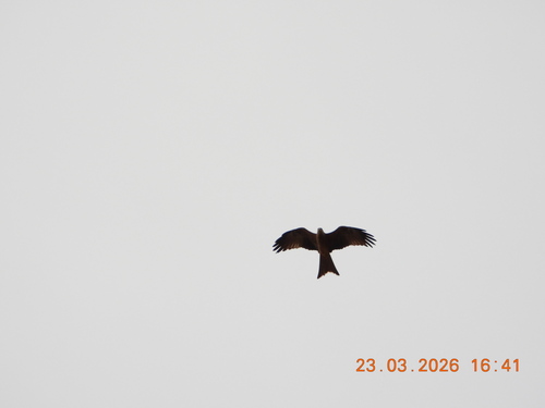 Milvus migrans