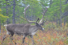 Reindeer photo 4