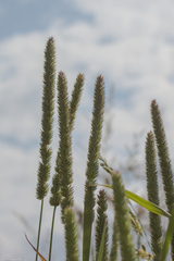 Phleum pratense