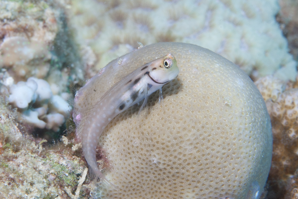 Little Combtooth Blenny