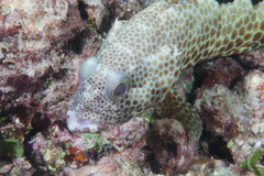 Epinephelus spilotoceps