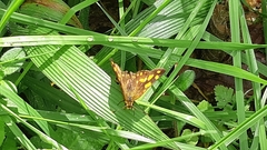 Metisella metis
