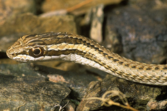 Psammophis lineolatus