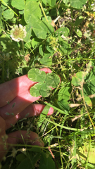 Trifolium repens