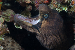 Gymnothorax breedeni