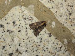 Condica albigutta