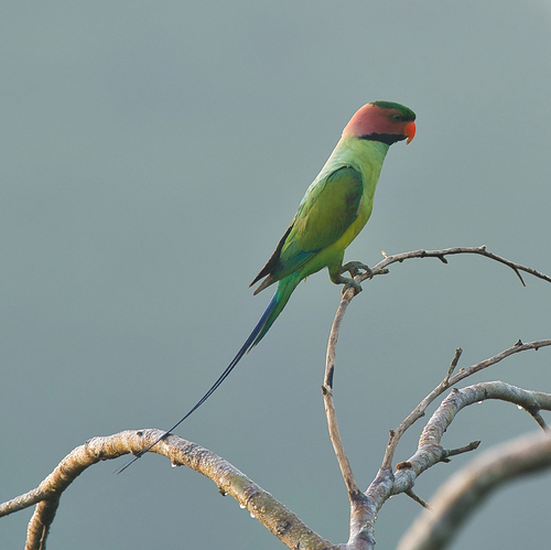 Long-tailed Parakeet