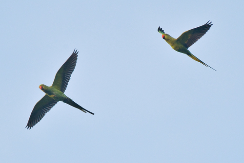 Rose-ringed Parakeet