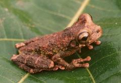 Osteocephalus cabrerai