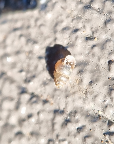 Gastrocopta pediculus observed 2026-06-01