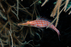 Oxycirrhites typus