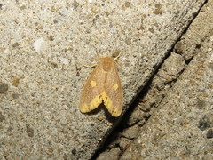 Euproctis quadrangularis