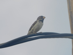 Sporophila peruviana