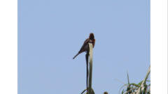 Haemorhous mexicanus