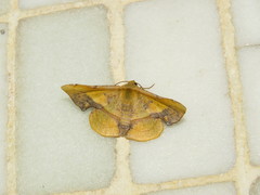 Fascellina plagiata
